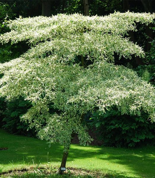Cornus controversa 'Variegata